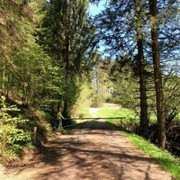 Abstieg durch den Wald