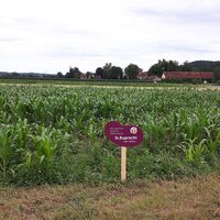 Käferbohnenfelder in und rund um St. Ruprecht an der Raab, Oststeiermark