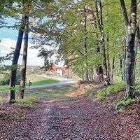 Der Weg führt durch den Wald