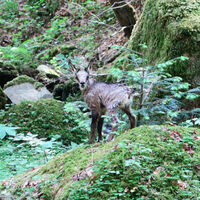 Junge Gams im Höllbachtal.