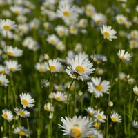Blumenwiese
