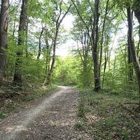 Laab im Walde