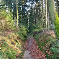 Single Hinterwald