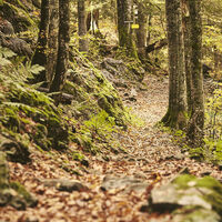 Weg zum Leonhardstein