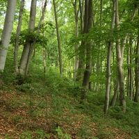 Buchenwald am Räuberweg