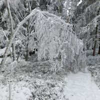 Im Wald