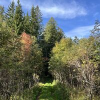 .. auf Waldweg