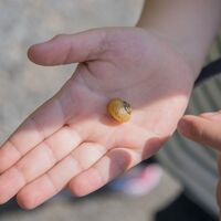 Kleine Naturentdecker unterwegs in Medebach