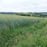 Pfälzer Bergland
