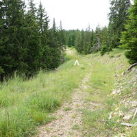 am Forstweg zur Kampalpe