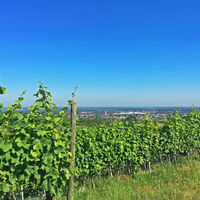 Blick durch die Weinberge auf Nußbach