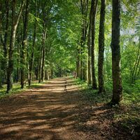 Wald von Rothonne bei Belley