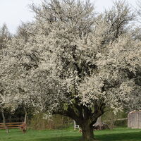 ein blühender Baum