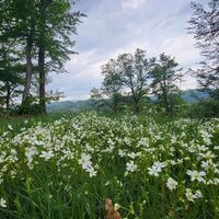 Frühling in Medebach