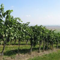 Weingärten Hagenbrunn