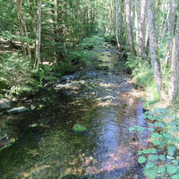 Bachlauf