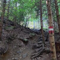 Wanderweg durch den Wald