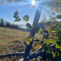 Freithofberg-Trail - Maria Neustift