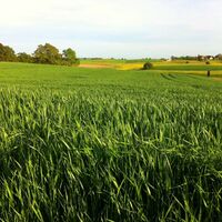 Getreidefeld in Wald