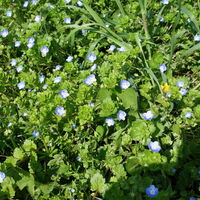Flora: Kriechender Ehrenpreis