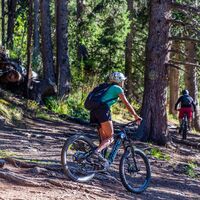 Mountainbike Wald