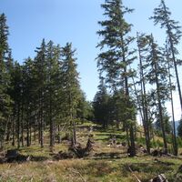Hinternaßwald - Grenzriegel - Amaißbichl