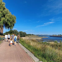 Rheinpromenade mit Trauerweide bei Niedrigwasser