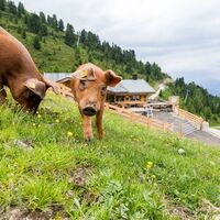 Tierische Bewohner auf der Balbach Alm