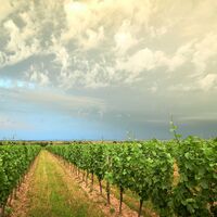 Weingärten und Gewitterwolke