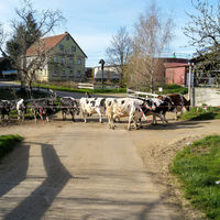 Landidylle am Schlatthof