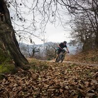 Forstweg zwischen Kastanienbäumen