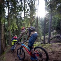 Singletrail durch den Wald