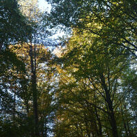 Reichswald