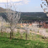 Pfälzer Mandelhain bei Birkweiler/Ranschbach