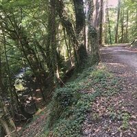 Waldweg zwischen Güttingen und Liggeringen