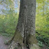 Dieser Baumriese musste in den letzten Jahrzehnten einiges an Ritzerei ertragen..