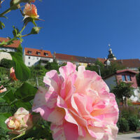 Rosen- &amp; Skulpturengarten Rosenfeld