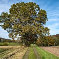 Eiche im Wiesental