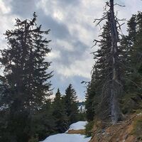 2.7 km Markanter Baum