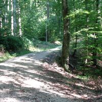 Waldweg