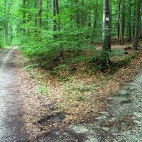 Salzgitter Höhenzug, Wanderweg 30 Abstieg vom Höhenweg auf Forstweg