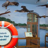 Dauerausstellung im Vogelschutzpavillon
