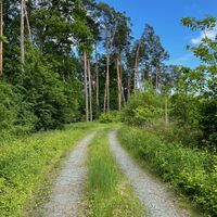 in den Wald