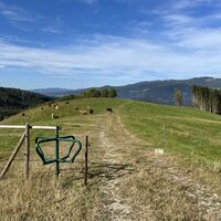 Hier Drehkreuz auf die Weide. Wer Schiss hat oder rücksichtsvoll ist (oder beides:) kann auch außen am Zaun entlang gehen