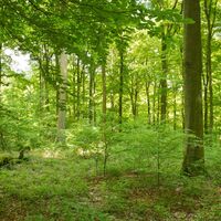 Junge und alte Buchen im Nationalpark Eifel