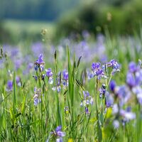 Schwertlilien im Ruggeller Riet