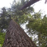 Unmittelbar am Wegesrand finden sich die ältesten und höchsten Douglasien der Region.