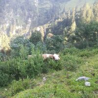 Auch die Kühe genießen den Almsommer