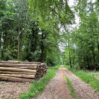 Waldweg im Rießel bei Bad Bevensen