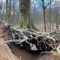 Die "Bärenhöhle" im Tiergartenwald